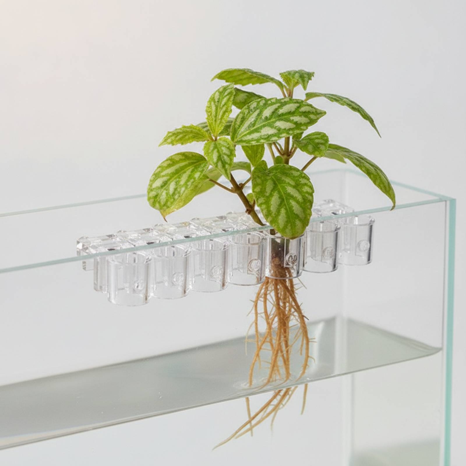6個入り水槽プランター クリア水耕栽培サポートクリップ ネジ - Aquarium Plants のレビューと価格