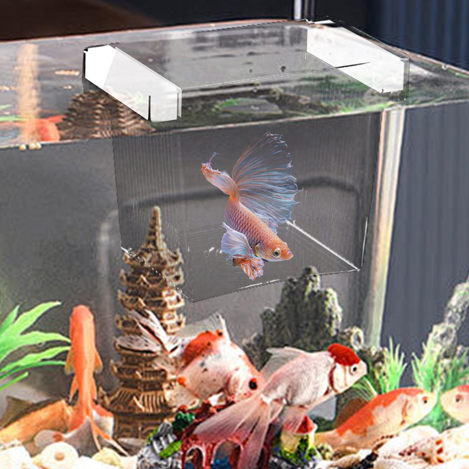 フローティングフィッシュブリーディングアイソレーションボック - Betta Fish Tank のレビューと価格