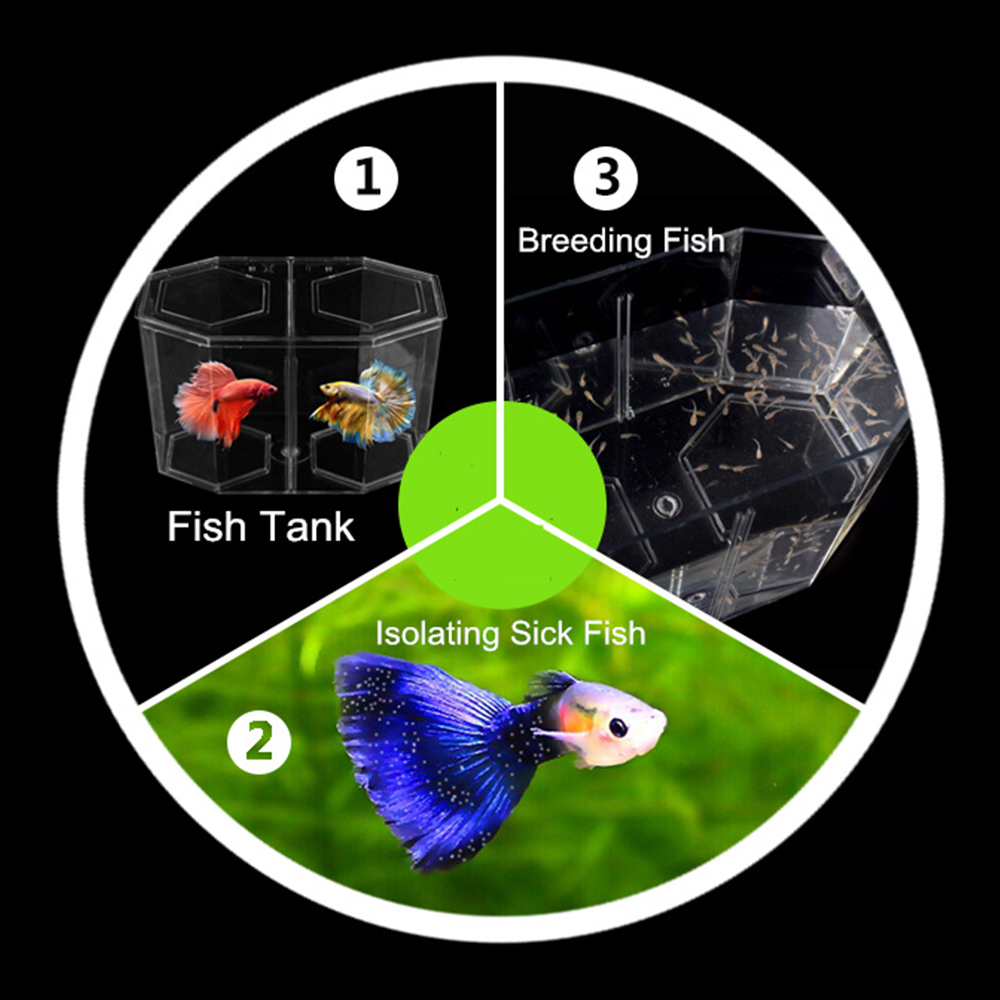アクリル 2 分割グッピー水槽水族館ベタ金魚鉢透明水族館孵化 - Betta Fish Tank のレビューと価格