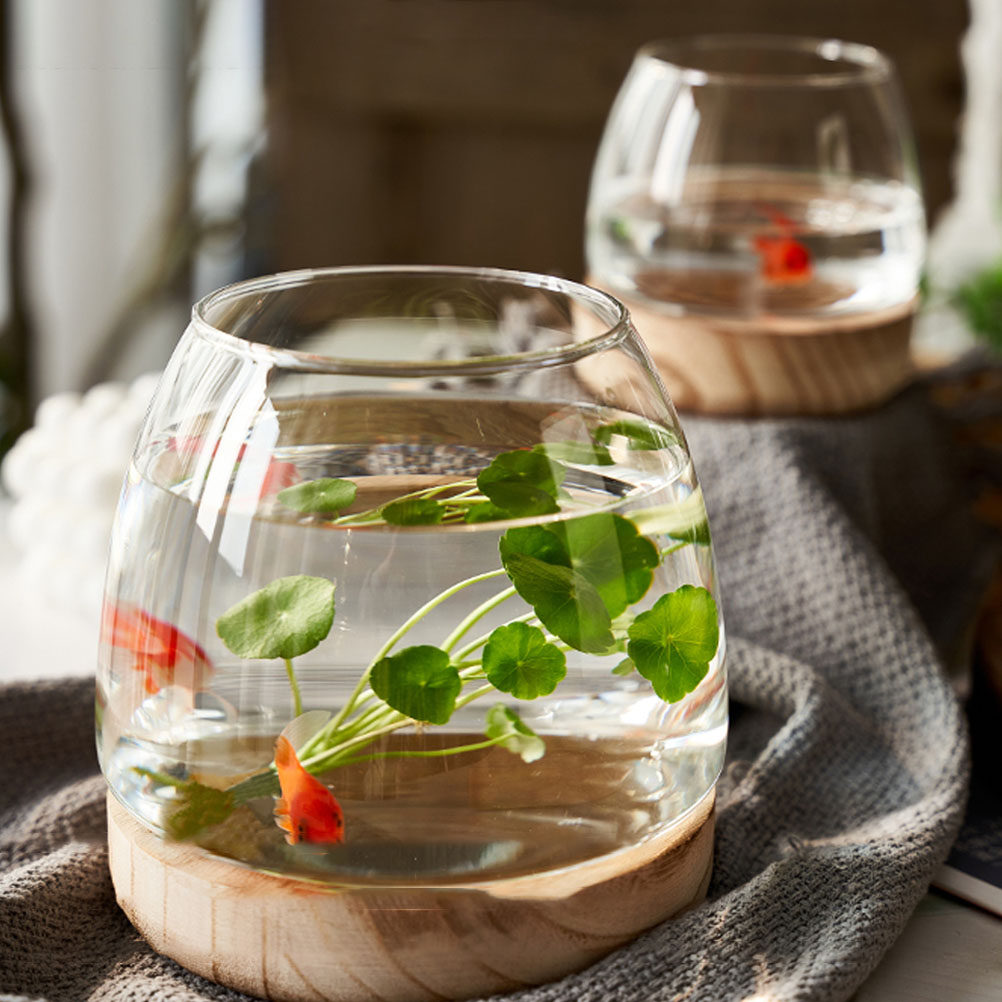 1個入り 透明ガラス製 水耕栽培用テラリウム 木製スタンド付 - Aquarium Plants のレビューと価格